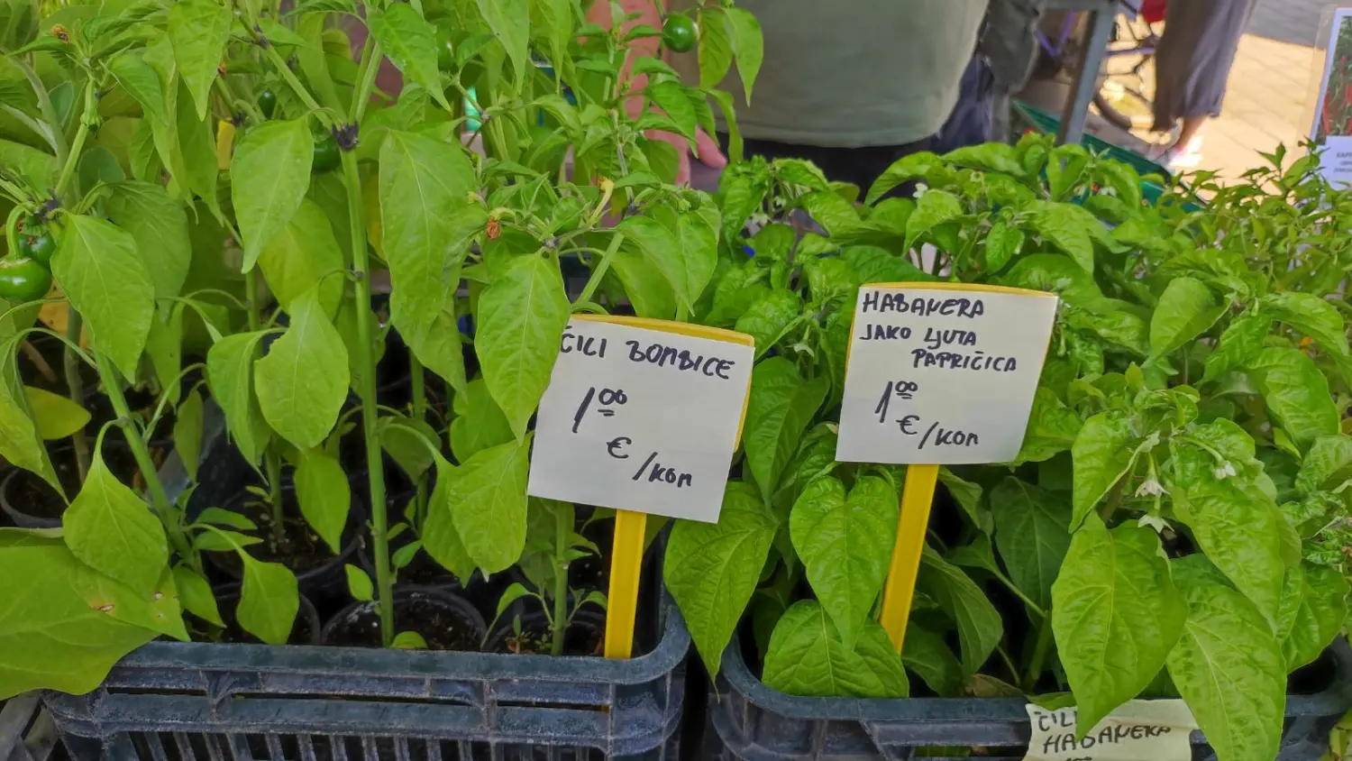 tržnica prelog,29.6 (8) tržnica prelog,29.6 (8)