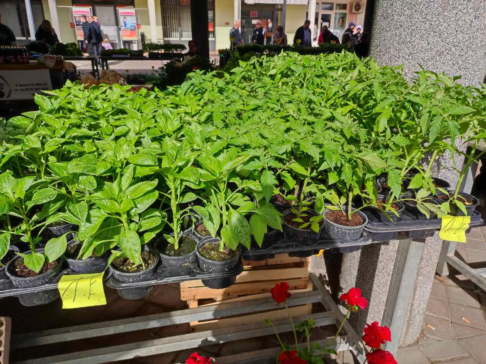 tržnica prelog,30.4 (37) tržnica prelog,30.4 (37)