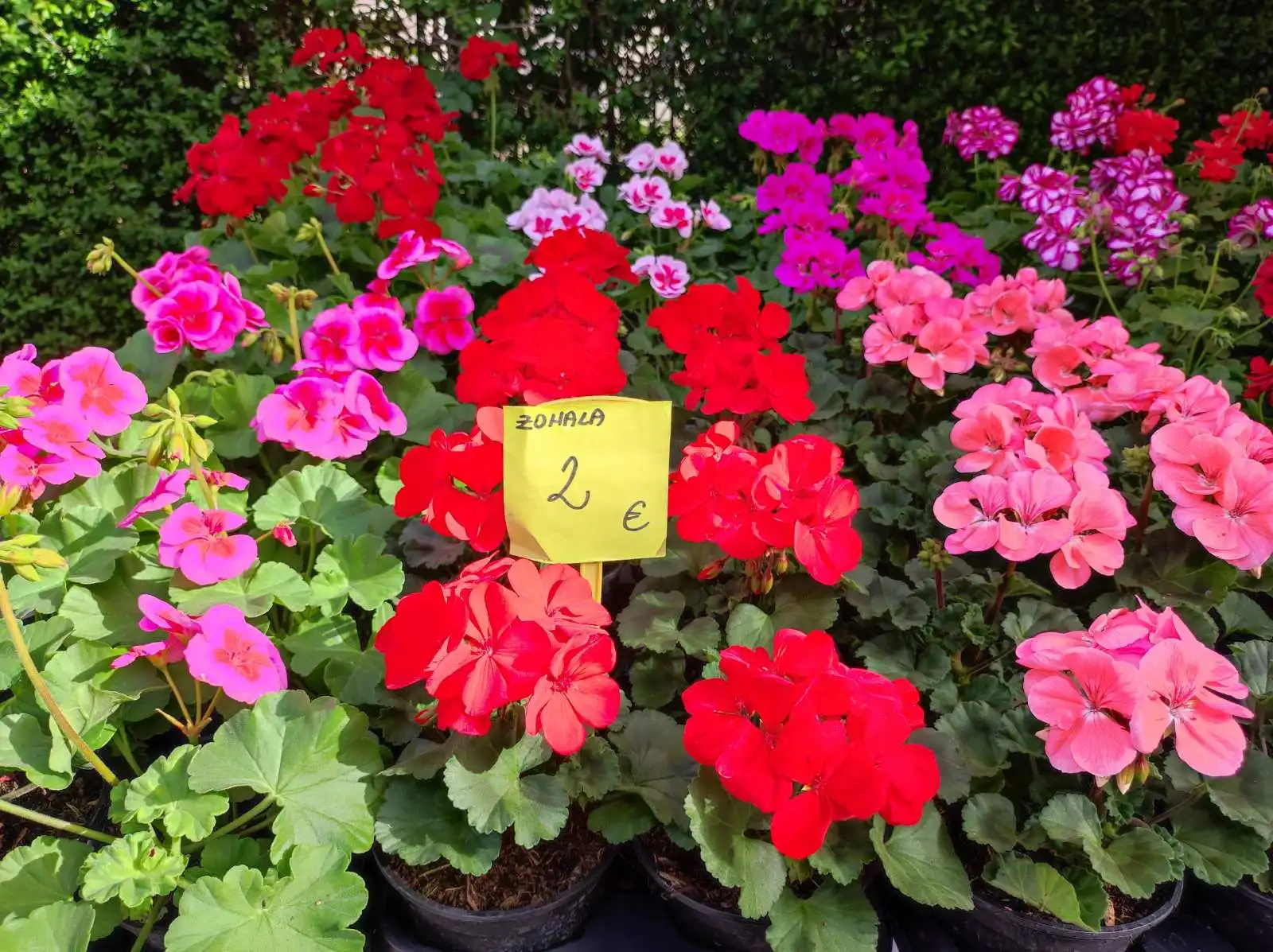 tržnica prelog,30.4 (39) tržnica prelog,30.4 (39)