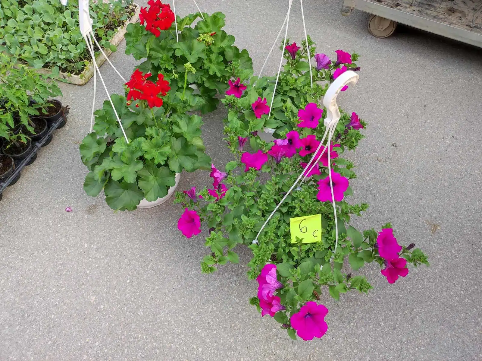 tržnica prelog,6.4 (17)