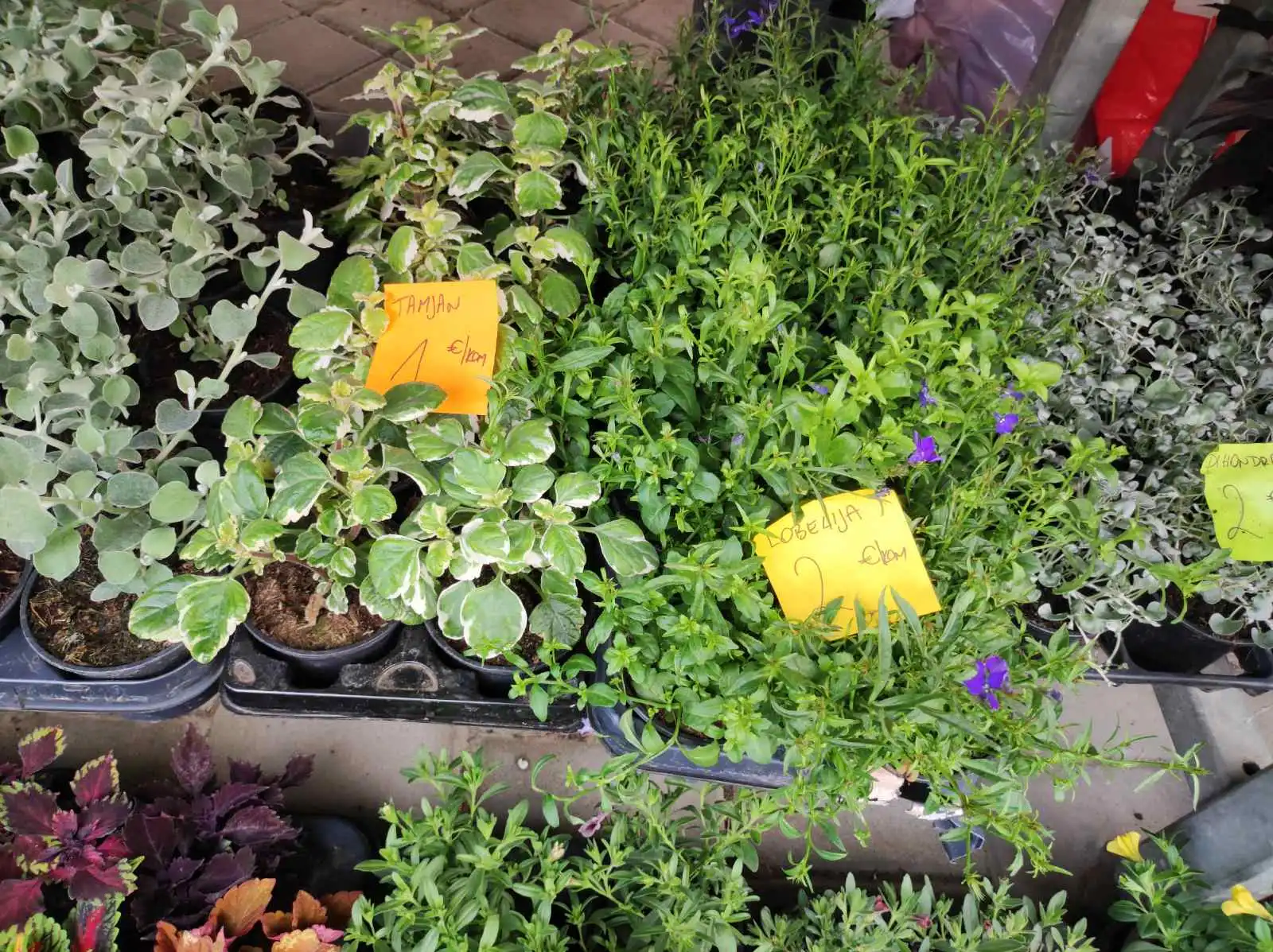 tržnica prelog,6.4 (4)