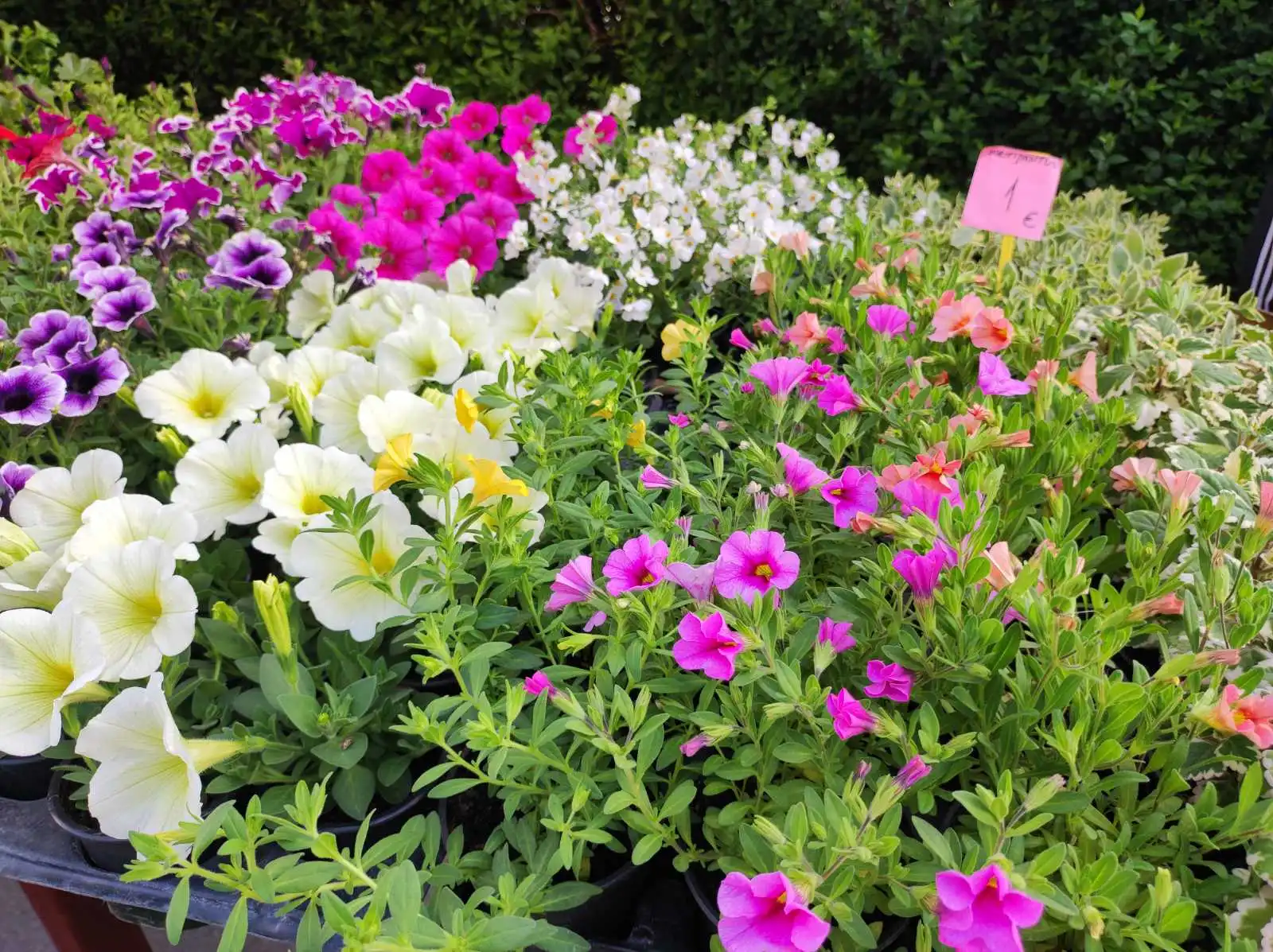 tržnica prelog,6.4 (5)