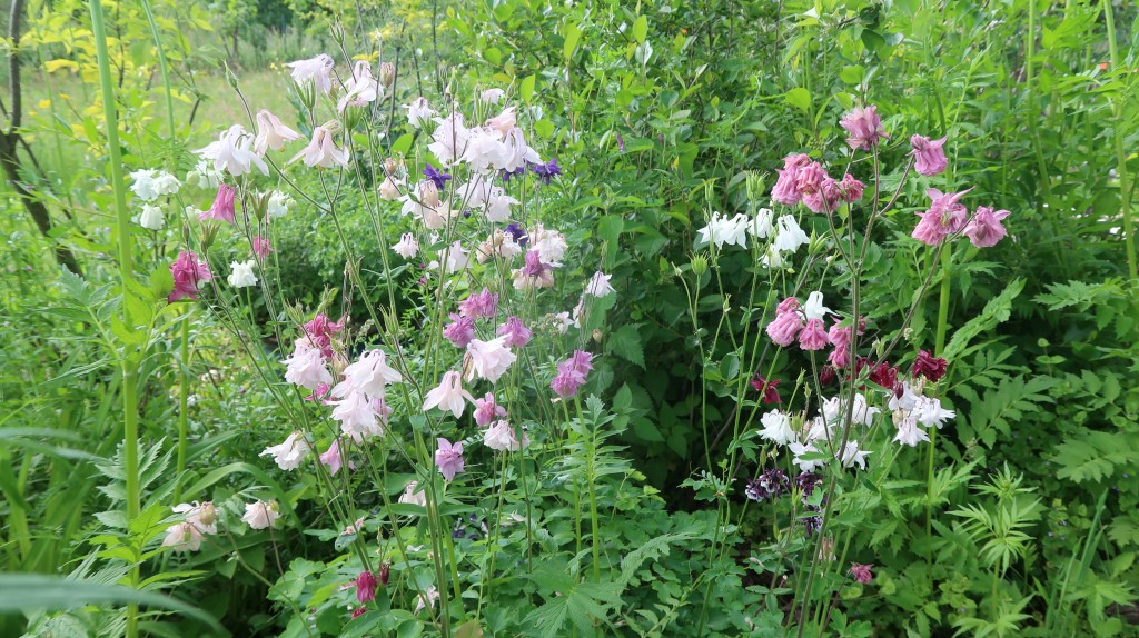 učenici,oš ivana gorana kovačića,mirjana biber hren (19) učenici,oš ivana gorana kovačića,mirjana biber hren (19)