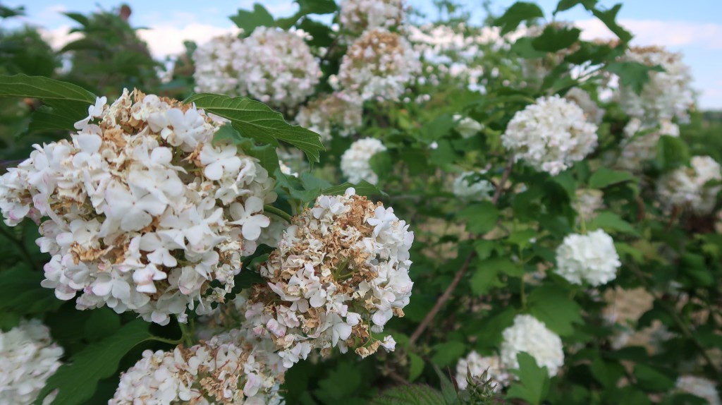 učenici,oš ivana gorana kovačića,mirjana biber hren (20) učenici,oš ivana gorana kovačića,mirjana biber hren (20)