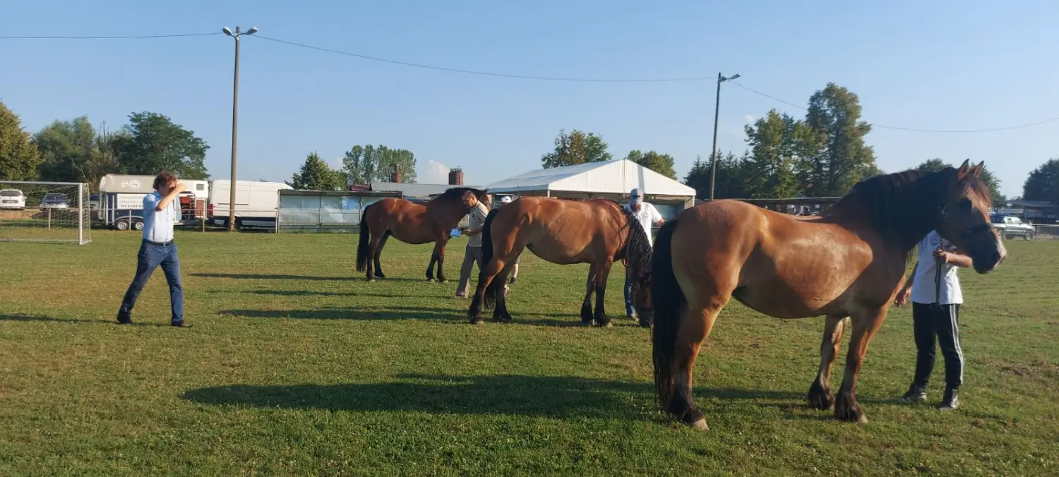 udruga međimurski konj,međimurec (1) udruga međimurski konj,međimurec (1)