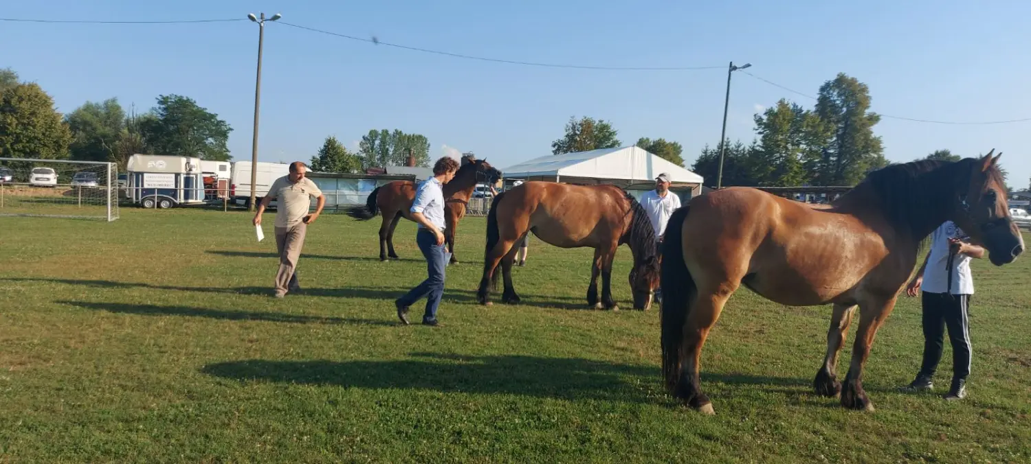 udruga međimurski konj,međimurec (2) udruga međimurski konj,međimurec (2)