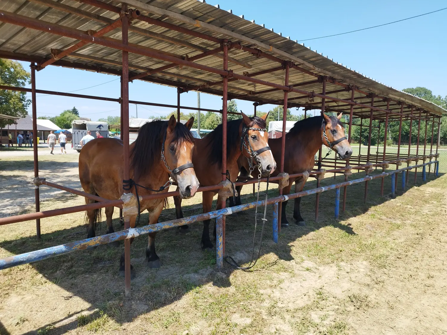 udruga međimurski konj,međimurec (3) udruga međimurski konj,međimurec (3)