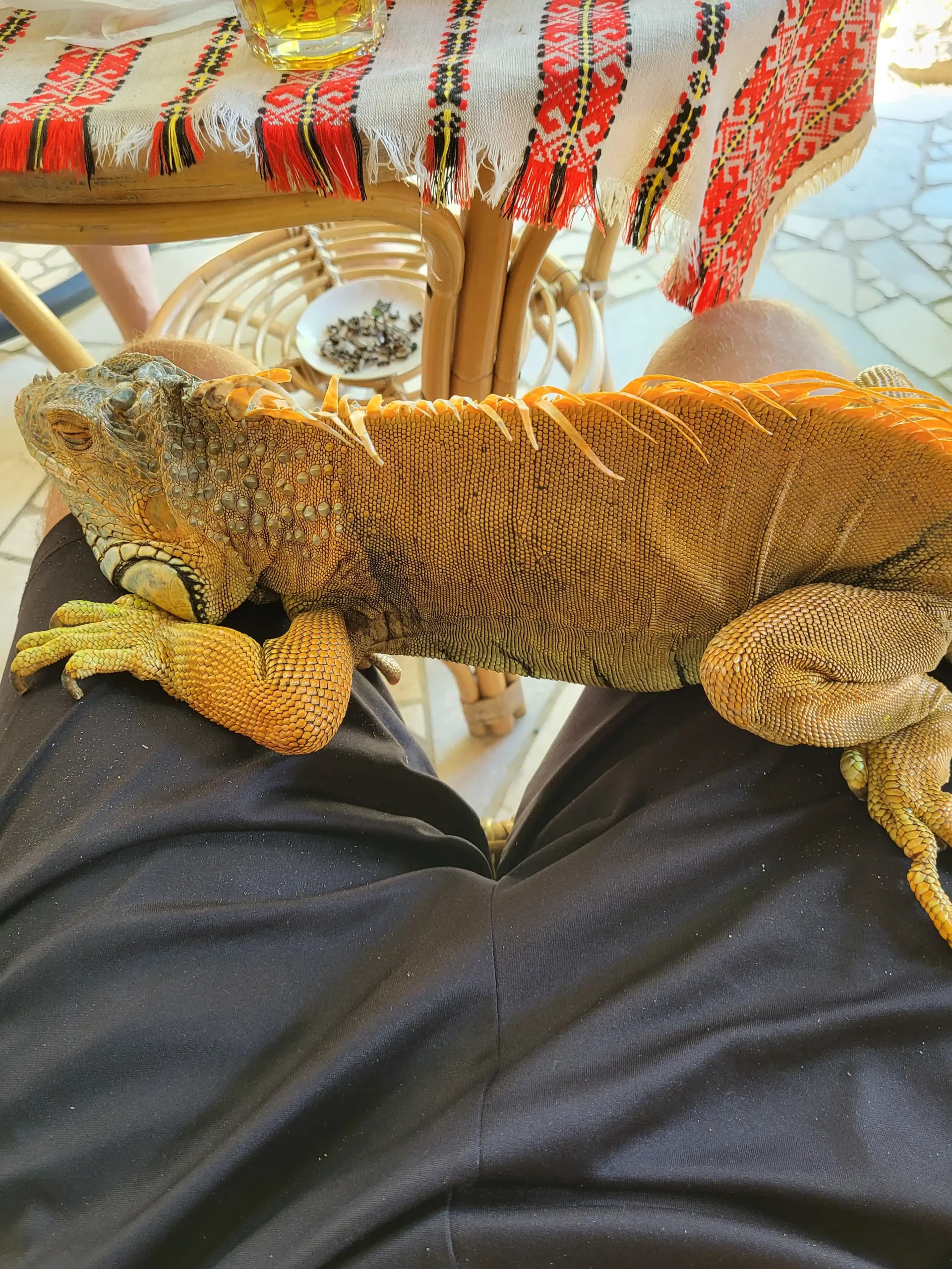 Elvis iguana Elvis iguana