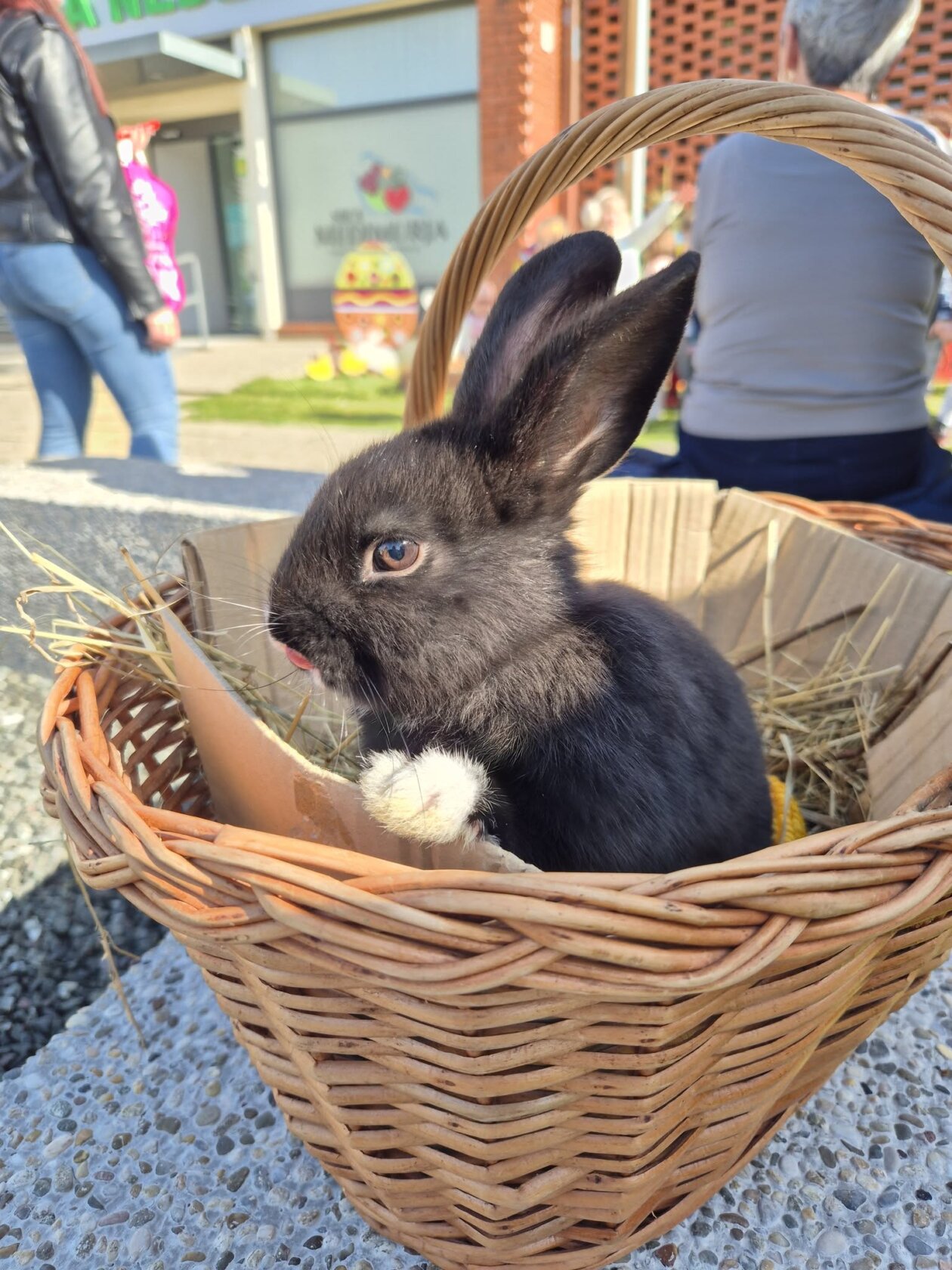 uskrsno druženje nedelišće (36)