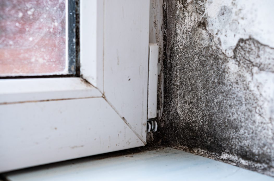 Fungus destroys the house. Dirt, infection, unsanitary conditions Fungus destroys the house. Dirt, infection, unsanitary conditions