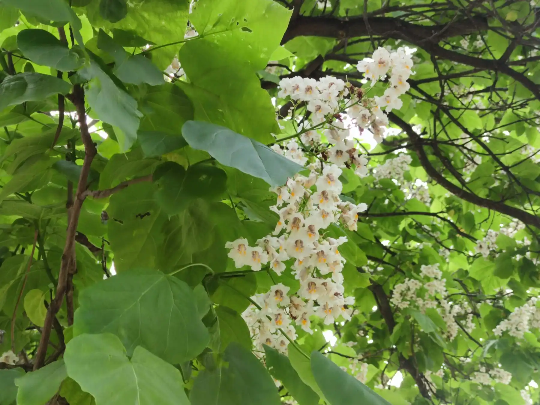 viber_slika_2024-06-10_11-30-25-915 viber_slika_2024-06-10_11-30-25-915