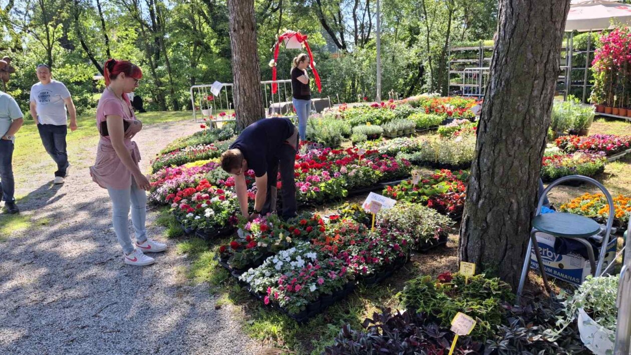 sajam cvijeća Ludbreg 2025 sajam cvijeća Ludbreg 2025