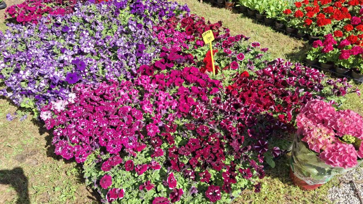 sajam cvijeća Ludbreg 2025 sajam cvijeća Ludbreg 2025