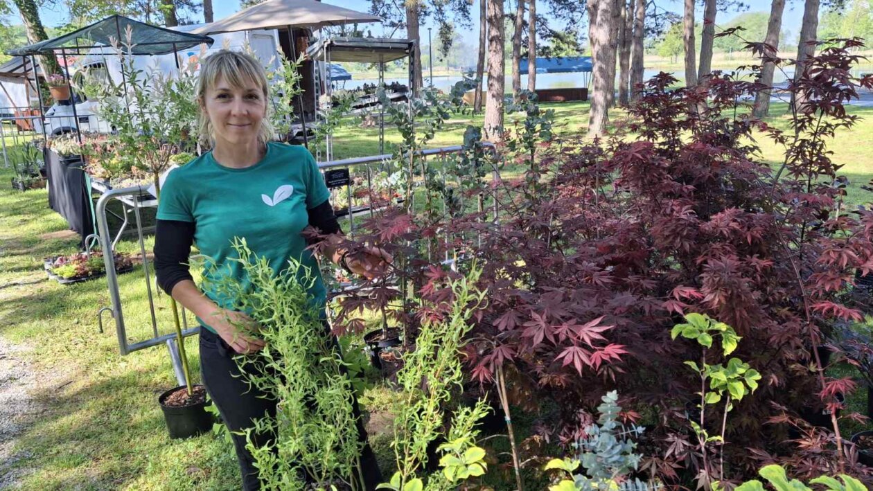 sajam cvijeća Ludbreg 2025 sajam cvijeća Ludbreg 2025