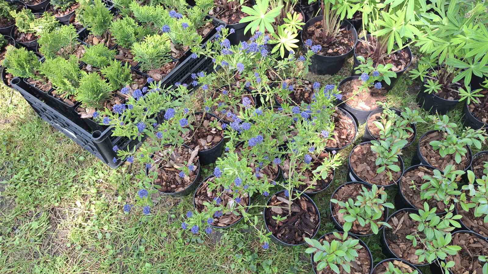 sajam cvijeća Ludbreg 2025 sajam cvijeća Ludbreg 2025