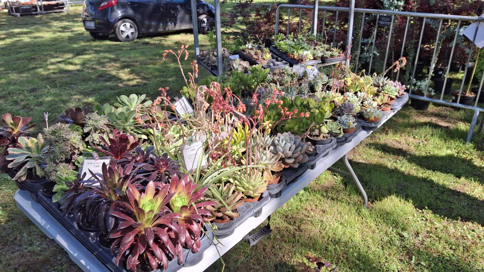 sajam cvijeća Ludbreg 2025 sajam cvijeća Ludbreg 2025