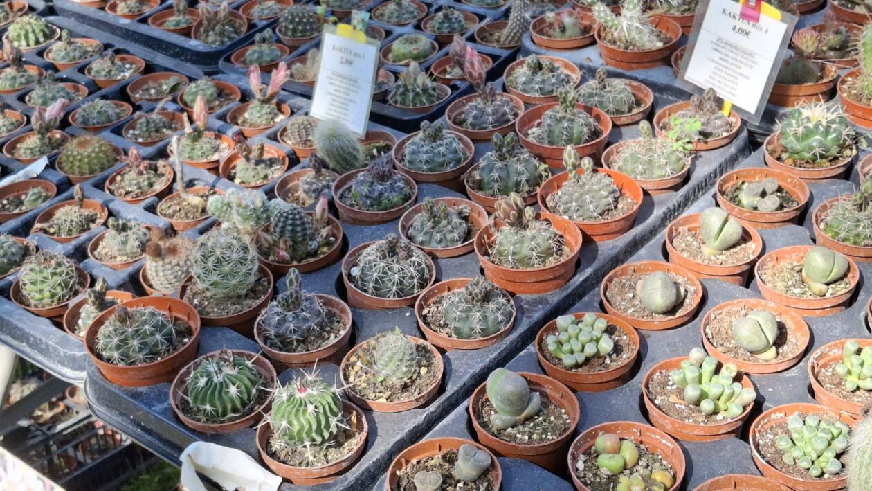 sajam cvijeća Ludbreg 2025 sajam cvijeća Ludbreg 2025