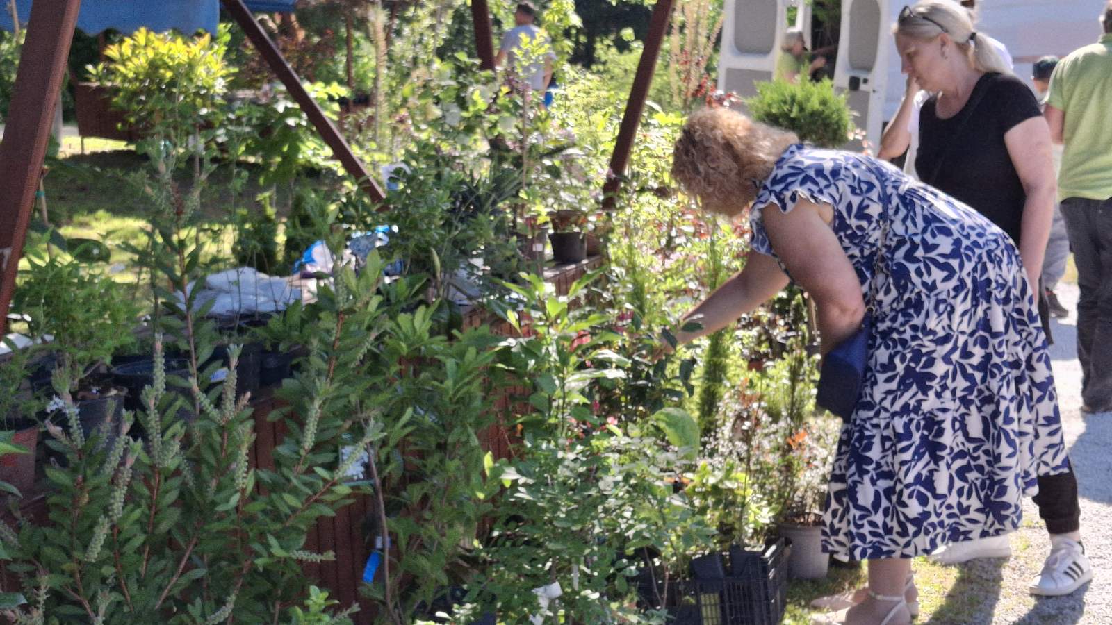 sajam cvijeća Ludbreg 2025 sajam cvijeća Ludbreg 2025