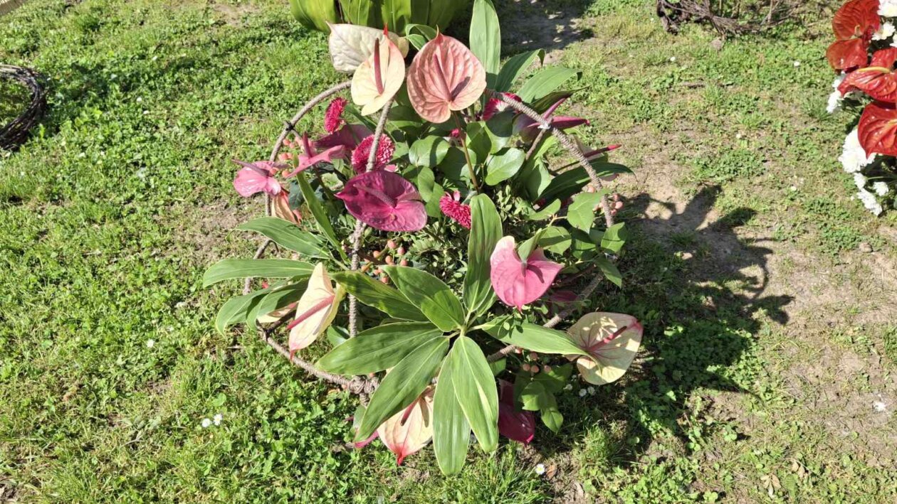 sajam cvijeća Ludbreg 2025 sajam cvijeća Ludbreg 2025