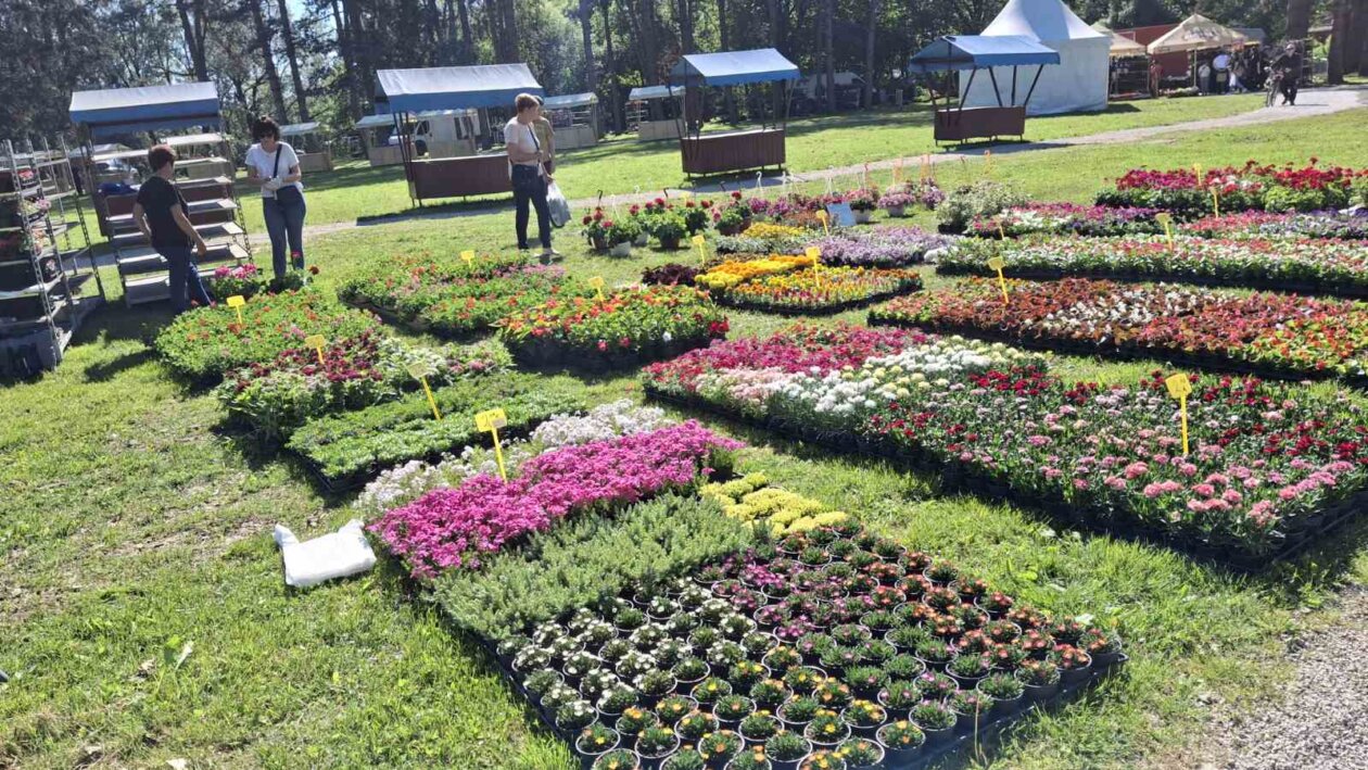 sajam cvijeća Ludbreg 2025 sajam cvijeća Ludbreg 2025