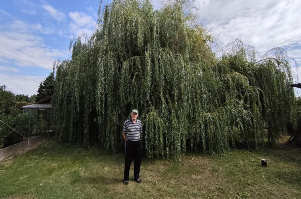 Belica žalosna vrba Belica žalosna vrba