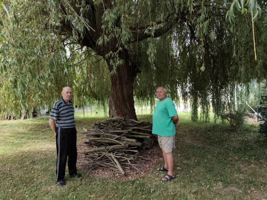 Belica žalosna vrba