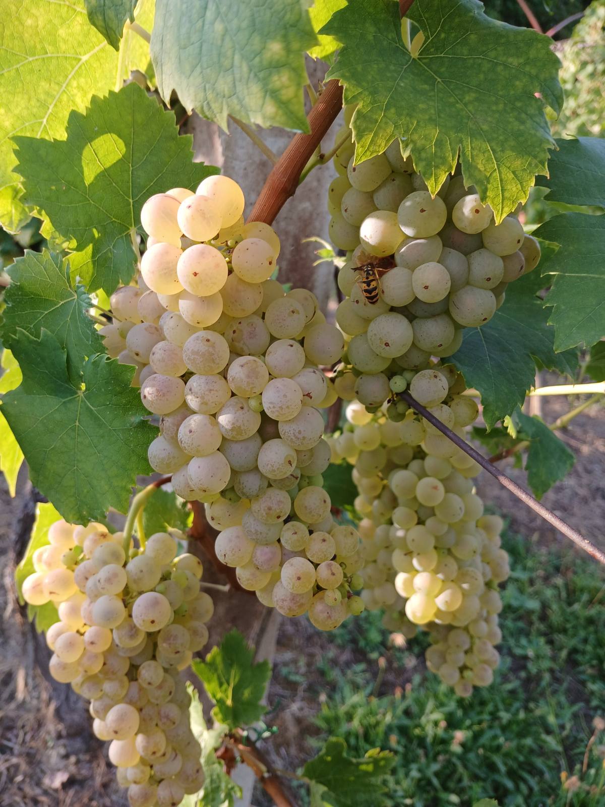 viber_slika_2025-09-06_15-06-30-664