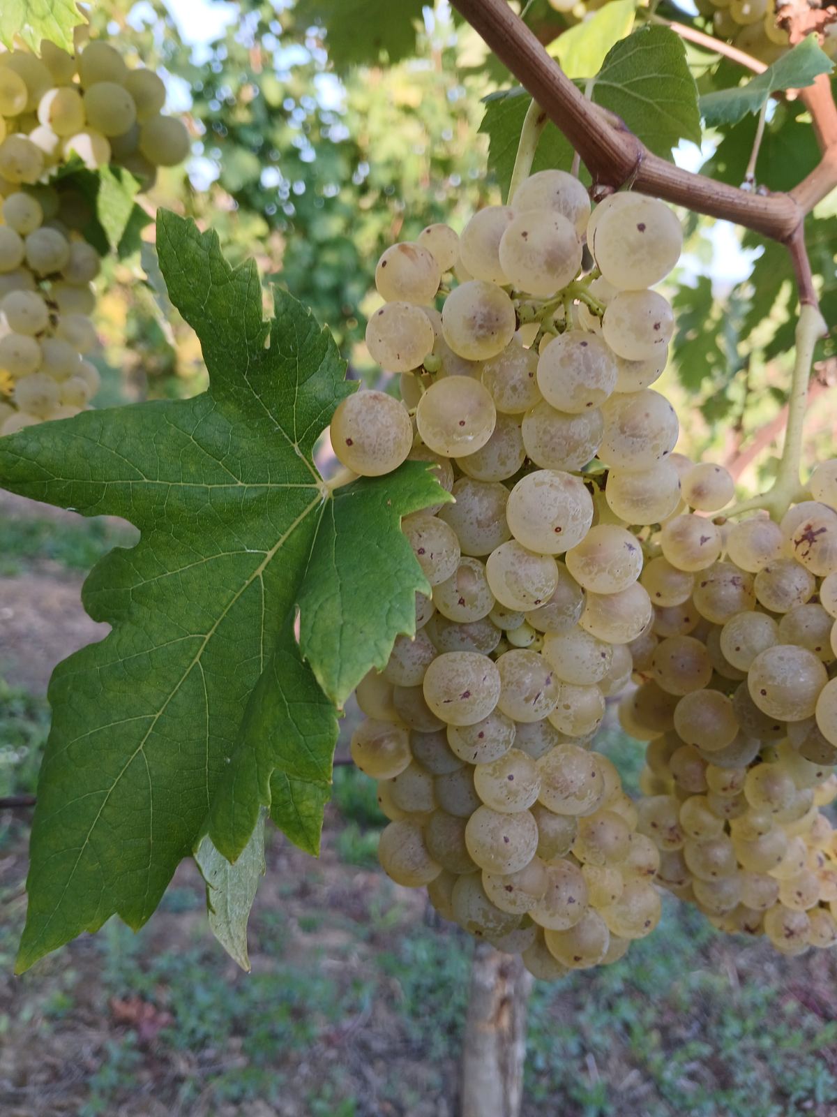 viber_slika_2025-09-06_15-06-30-769