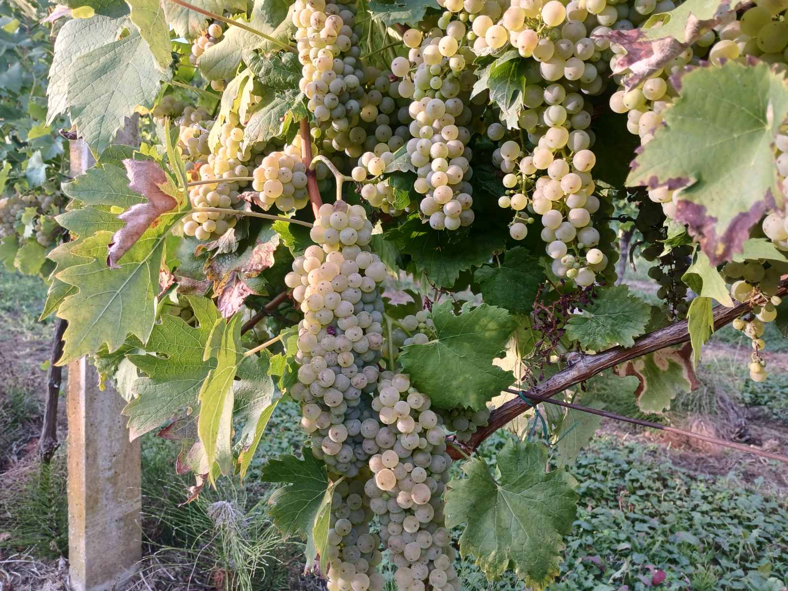 viber_slika_2025-09-06_15-06-30-873