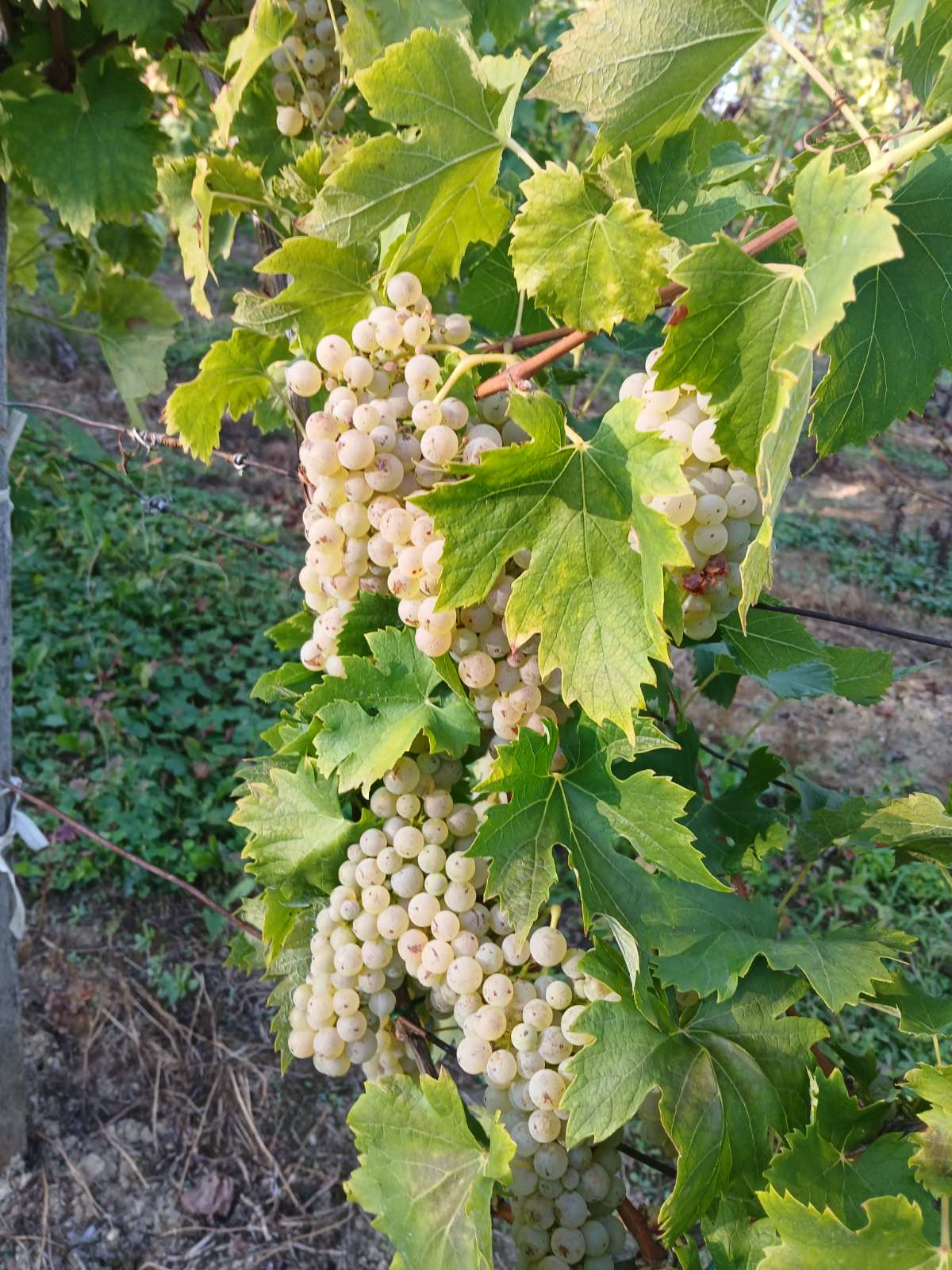 viber_slika_2025-09-06_15-06-31-144