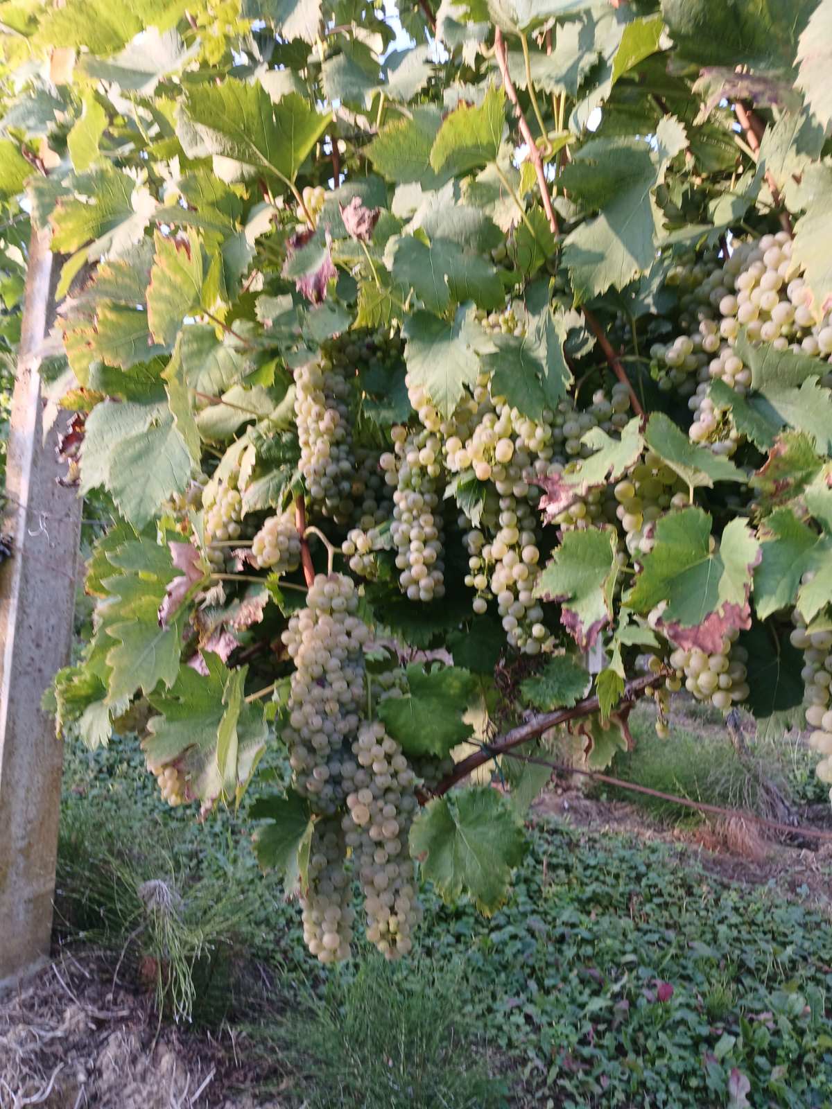 viber_slika_2025-09-06_15-06-31-368