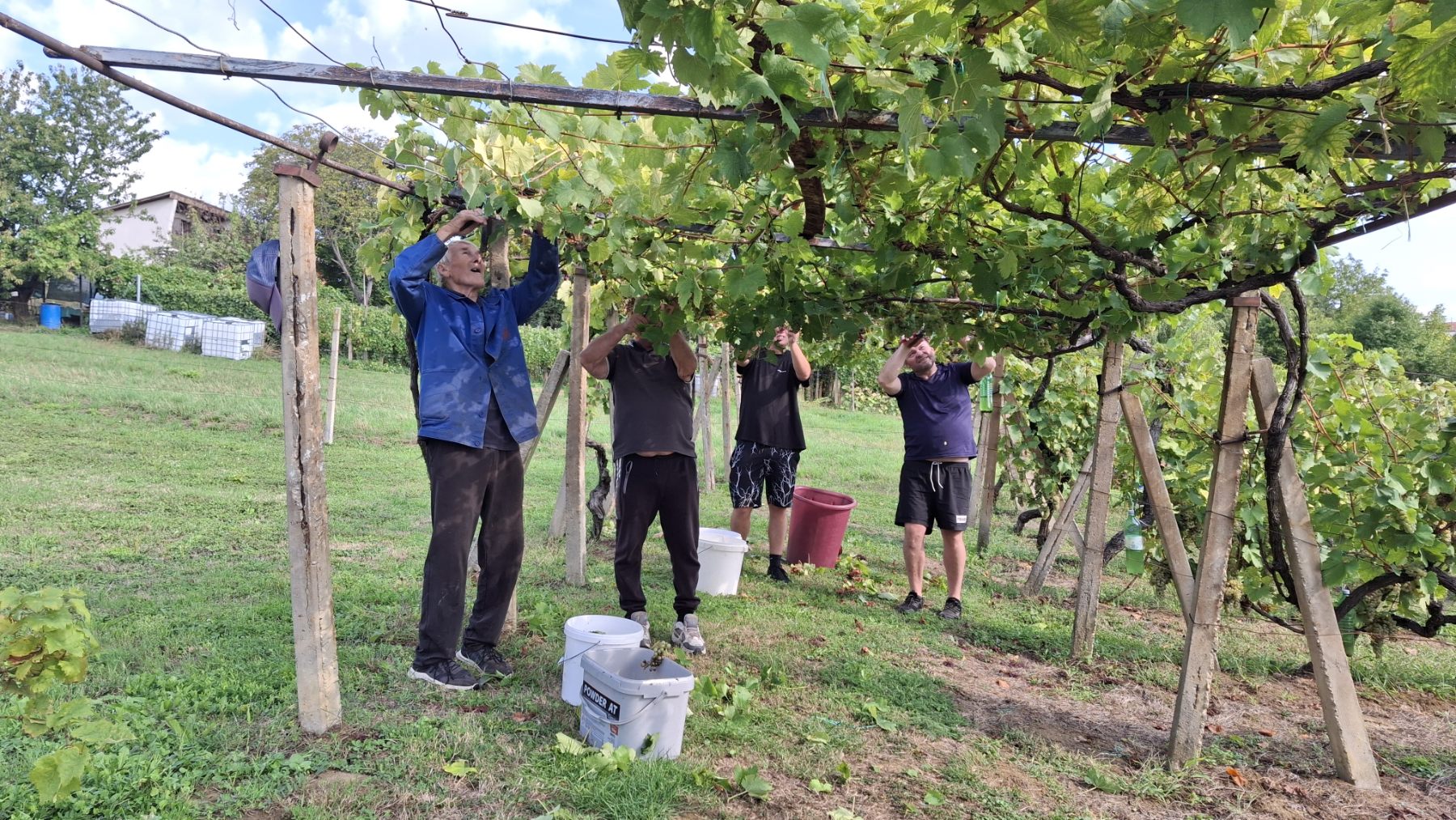 Berba grožđa Tomašić
