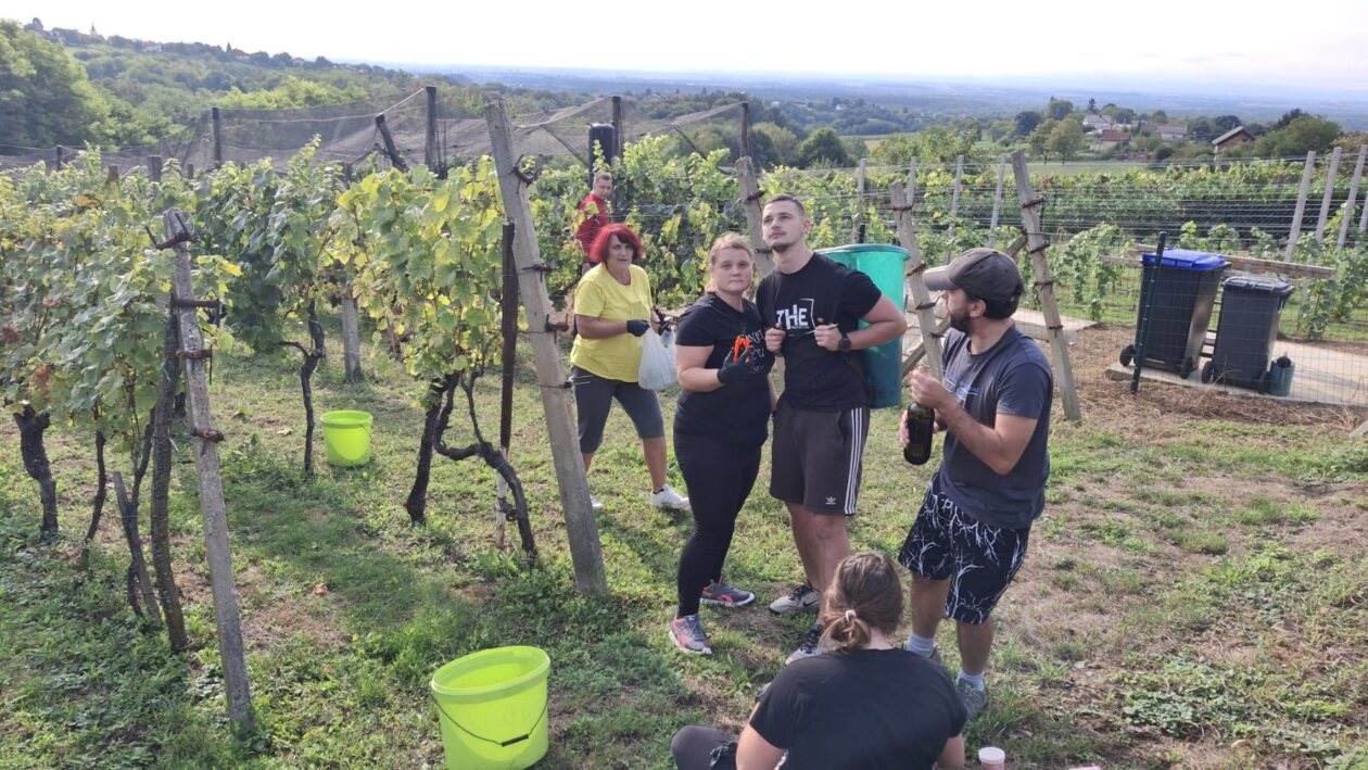 Berba grožđa Tomašić