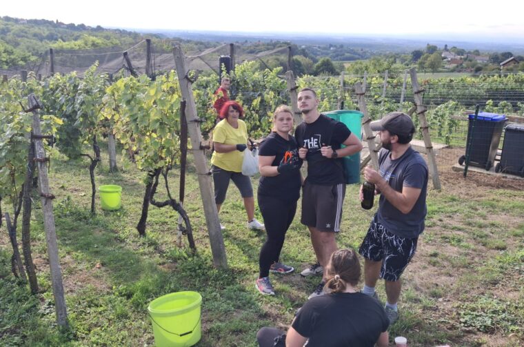 Berba grožđa Tomašić