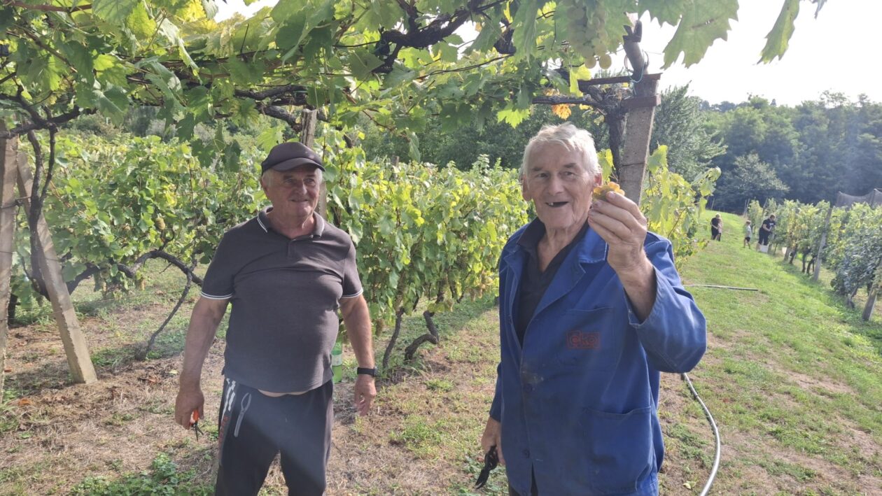 Berba grožđa Tomašić