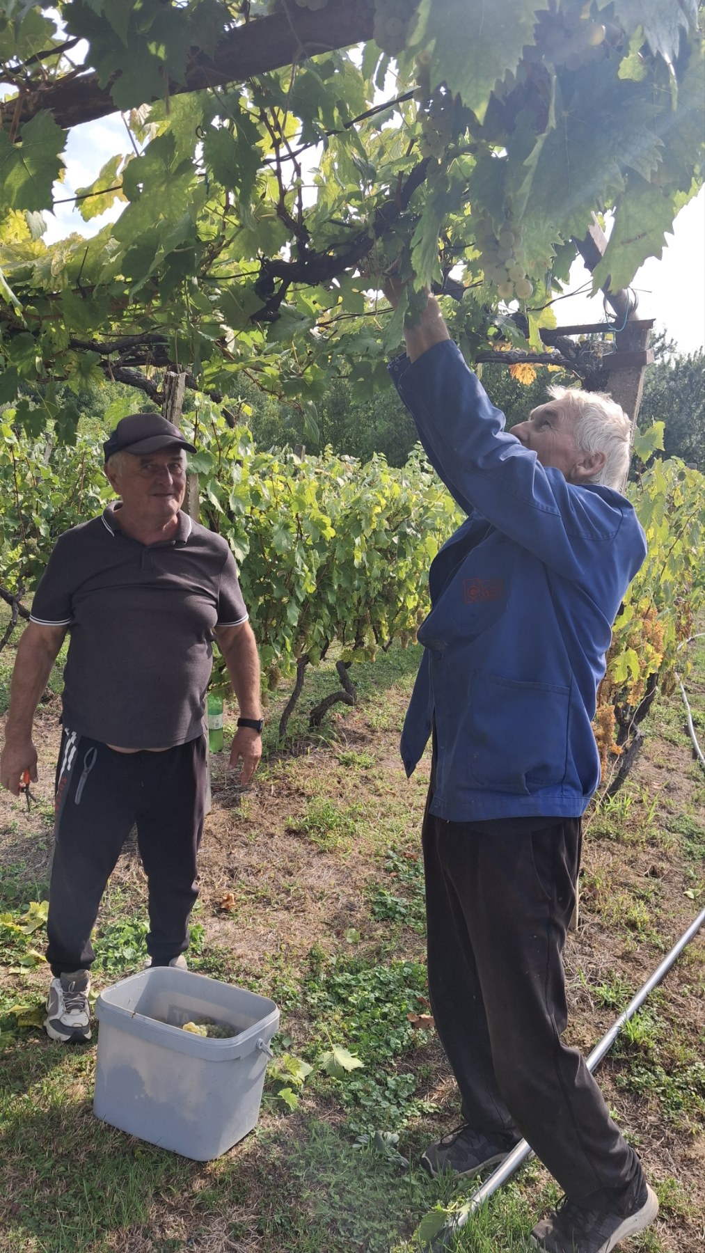 Berba grožđa Tomašić