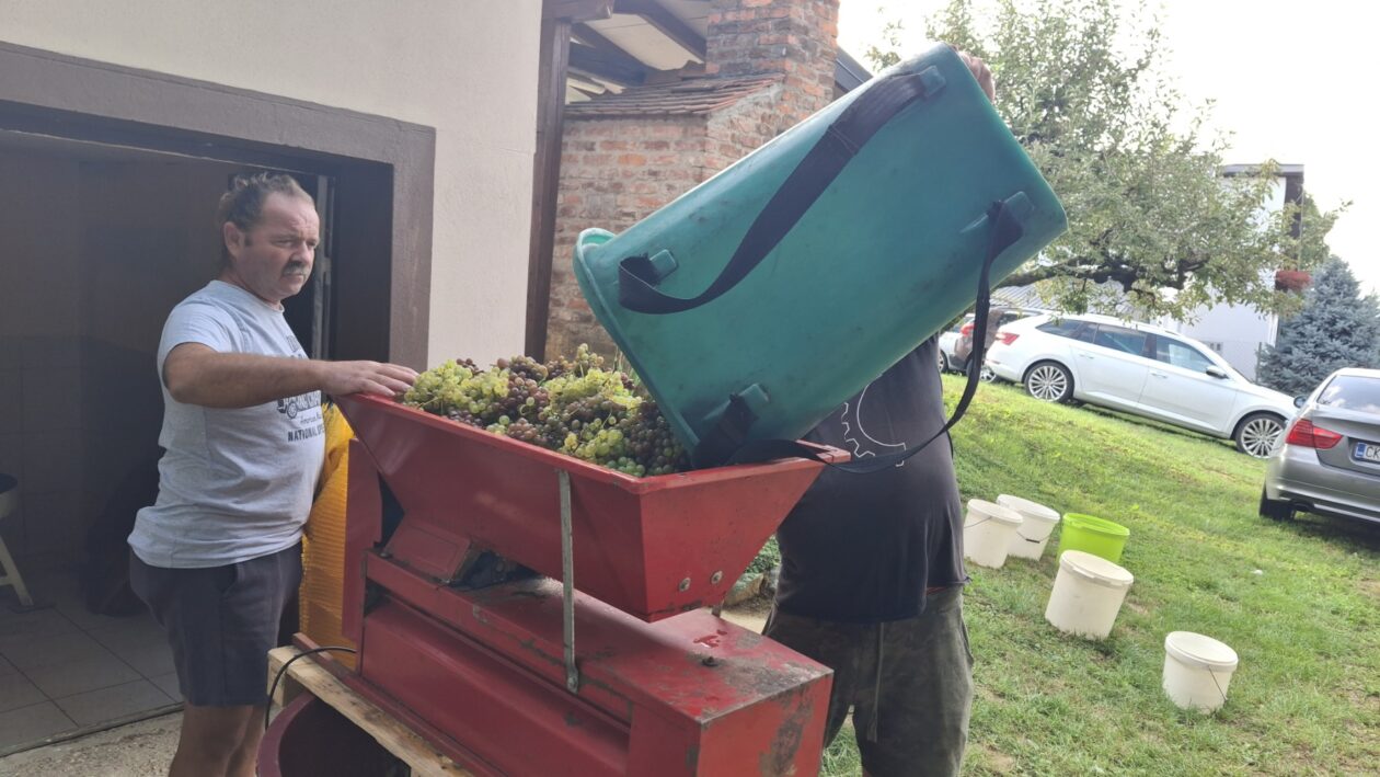 Berba grožđa Tomašić