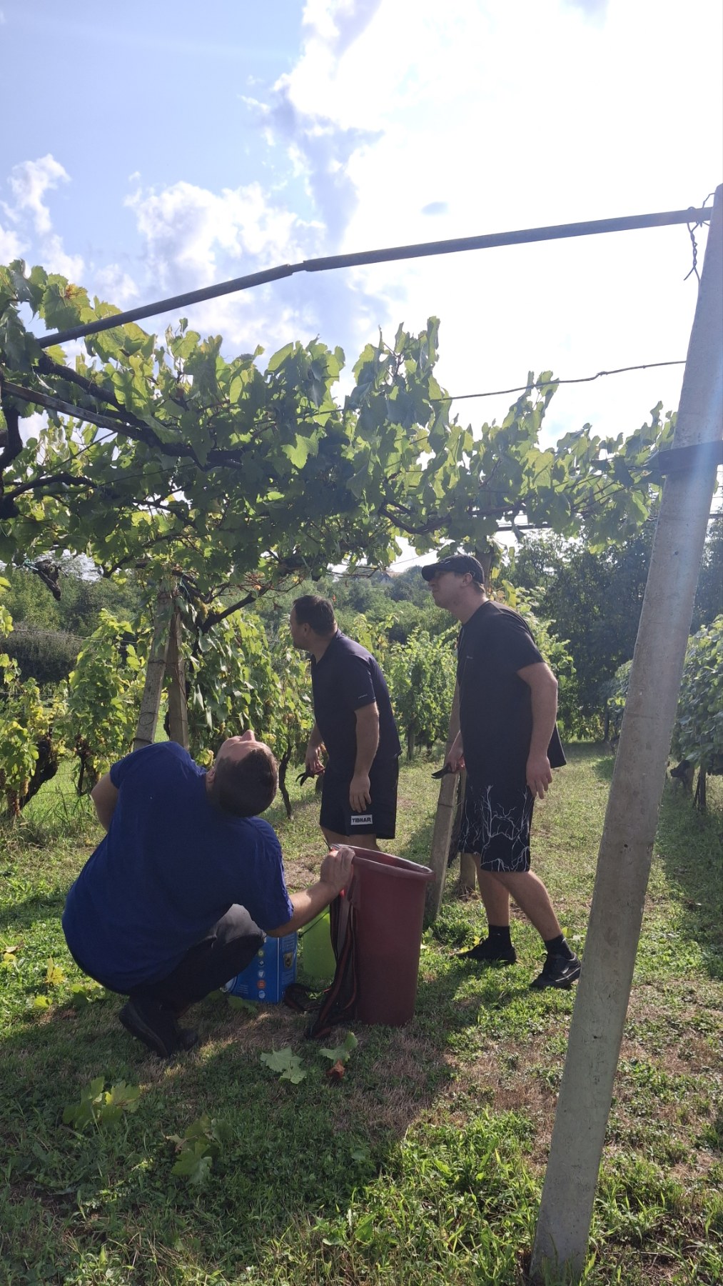 Berba grožđa Tomašić