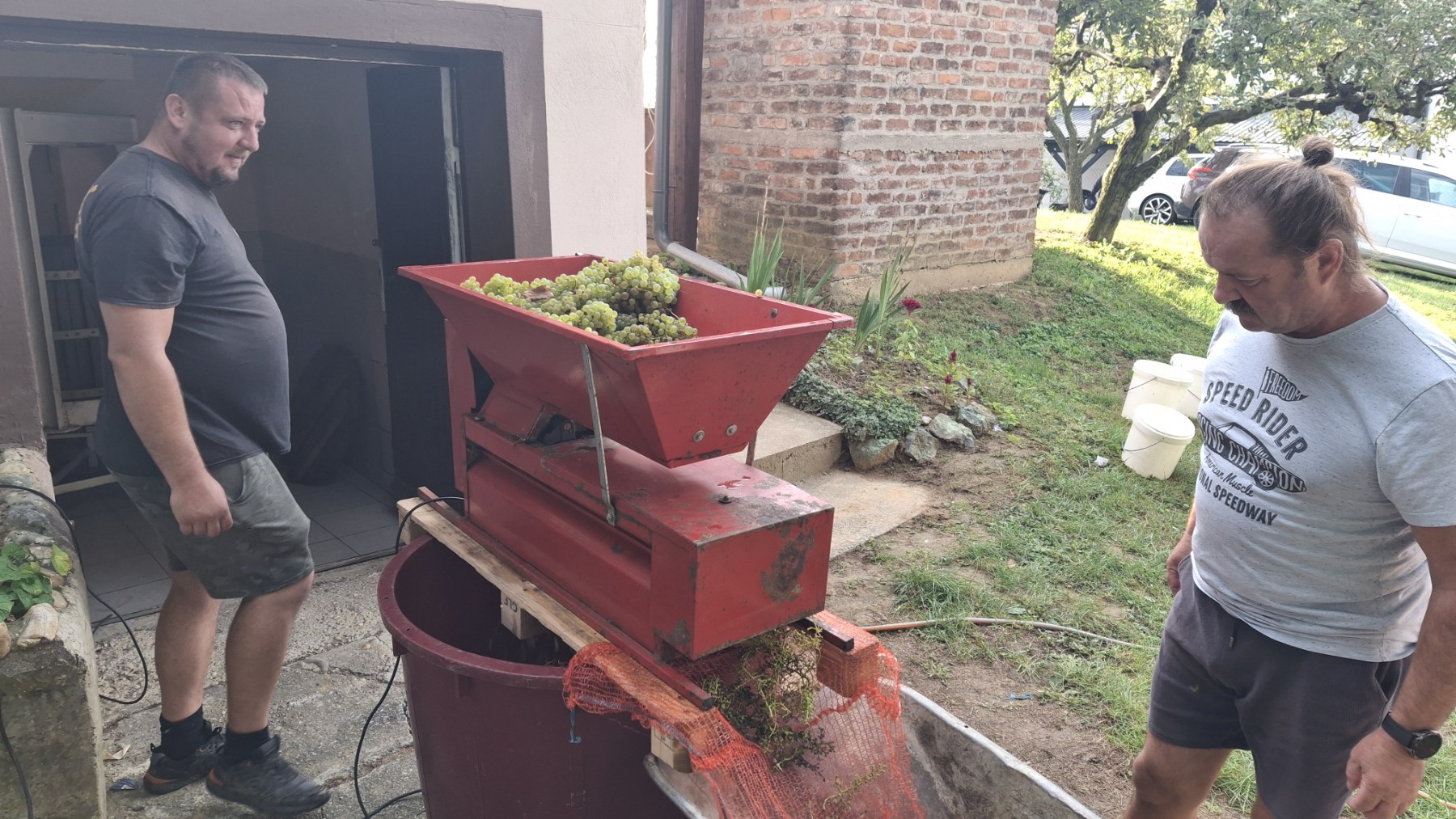 Berba grožđa Tomašić