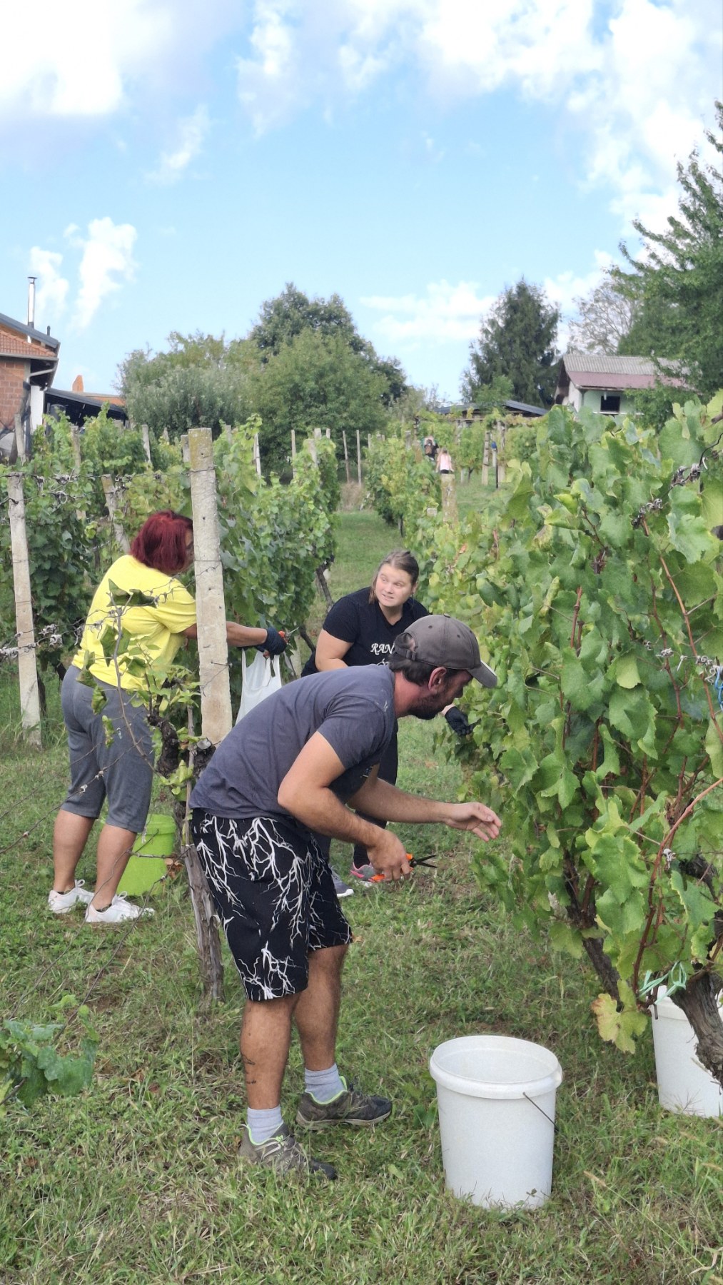 Berba grožđa Tomašić