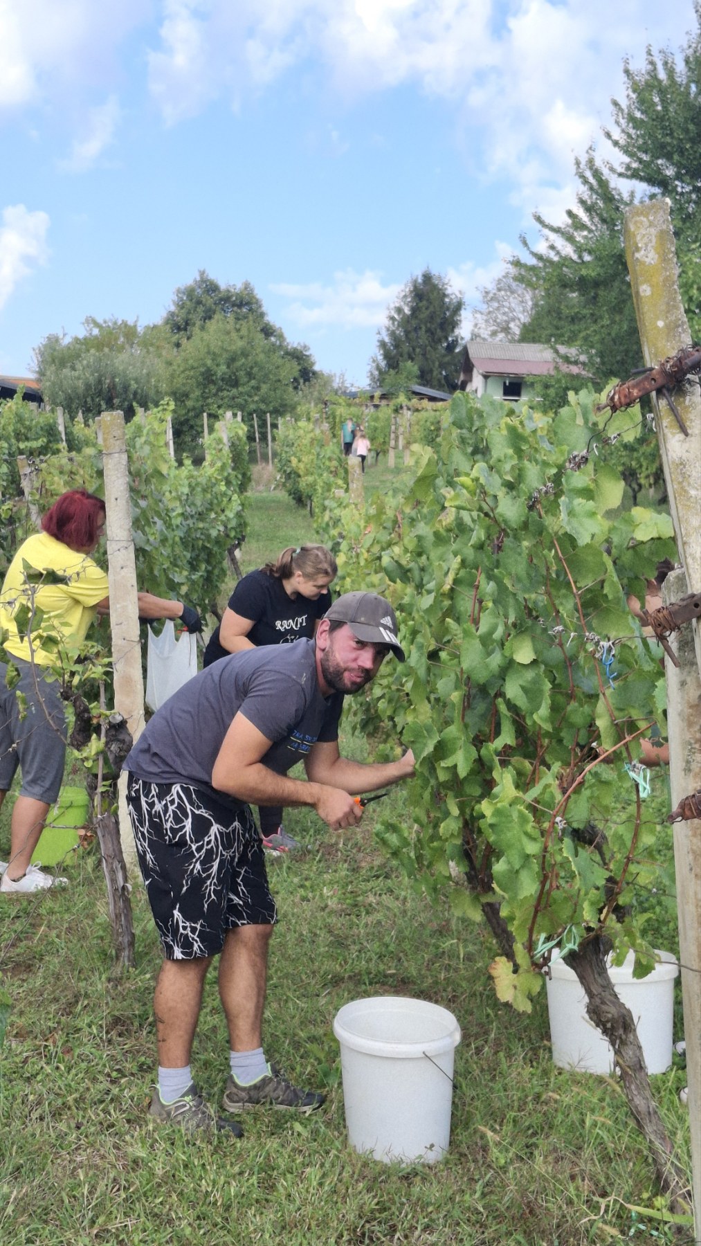 Berba grožđa Tomašić