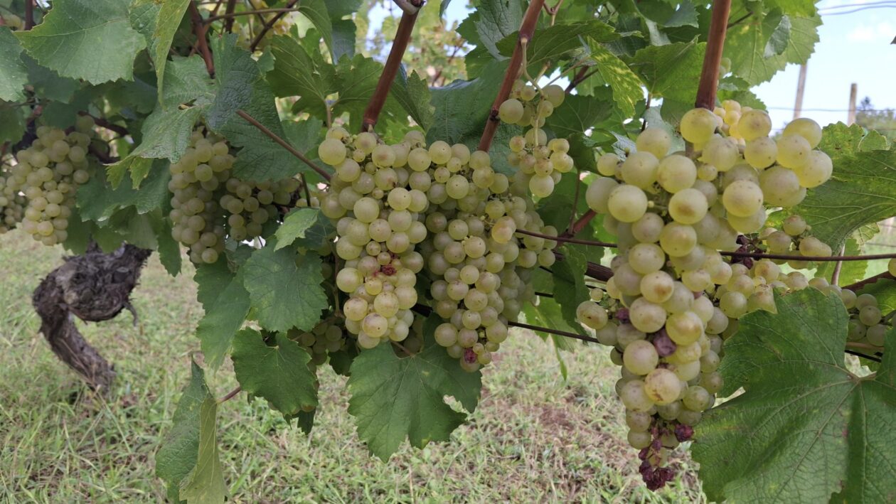 Berba grožđa Tomašić