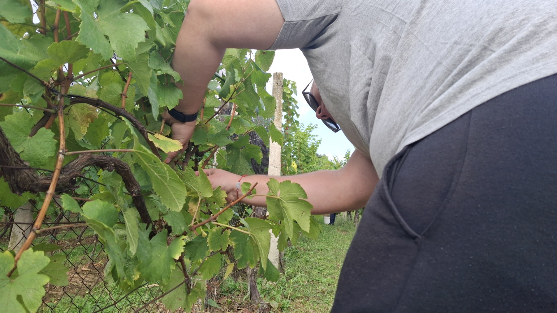 Berba grožđa Tomašić