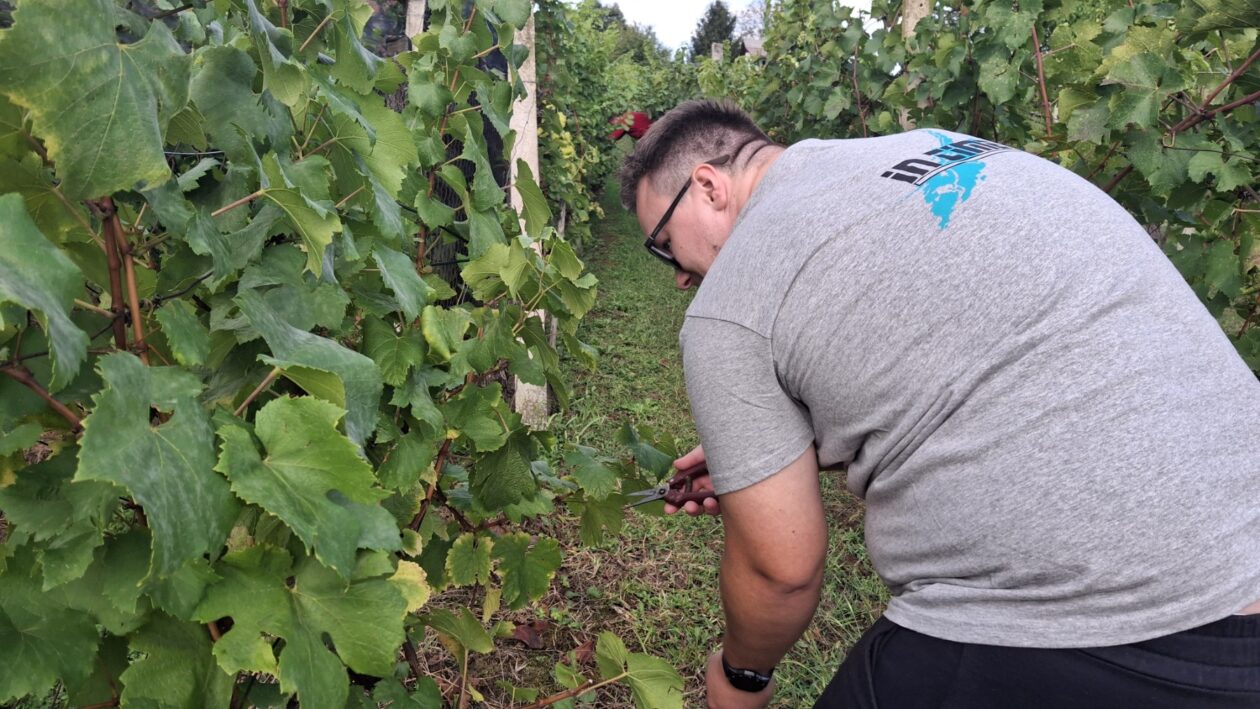 BerBerba grožđa Tomašićba grožđa Tomašić