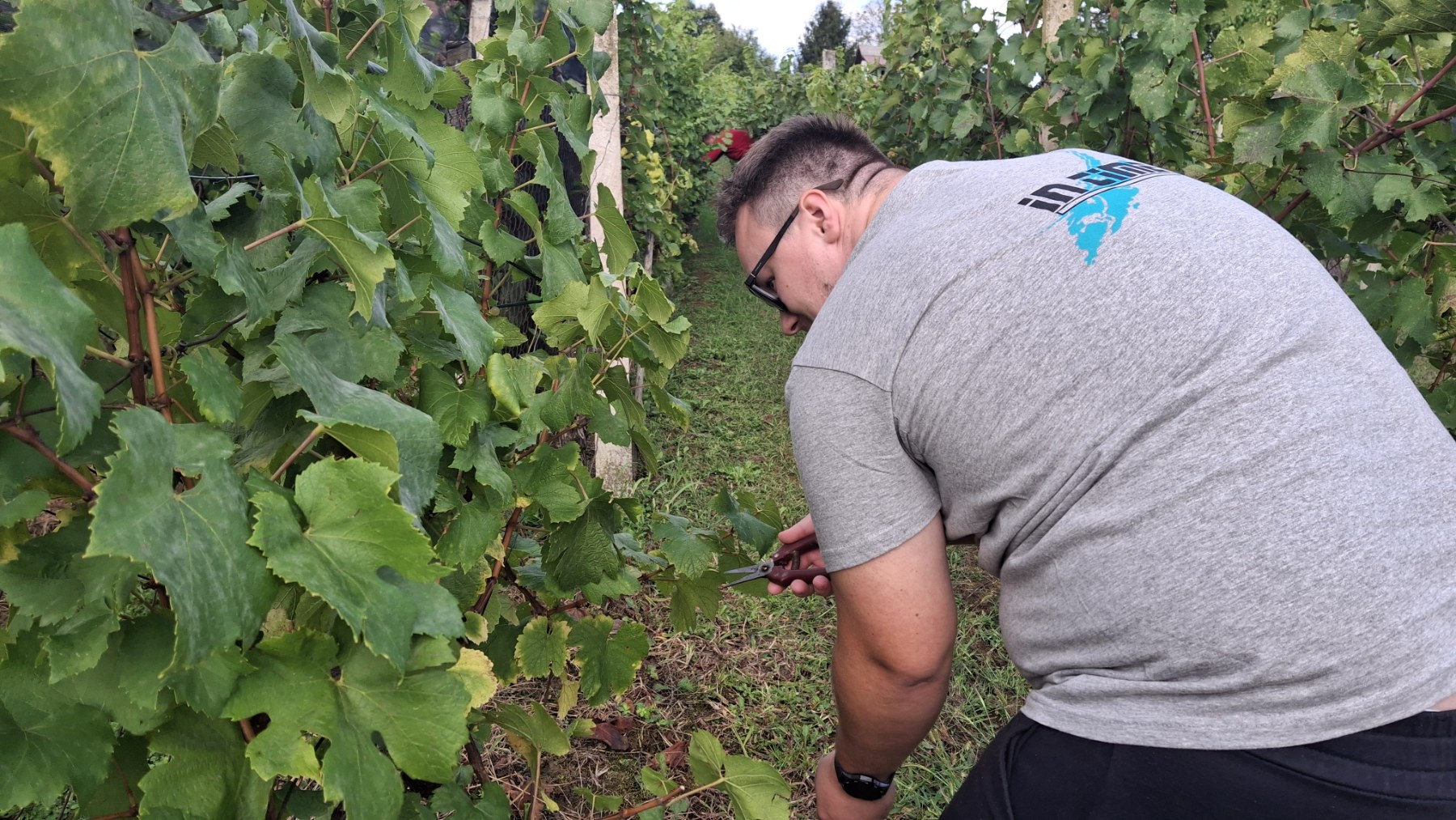 BerBerba grožđa Tomašićba grožđa Tomašić