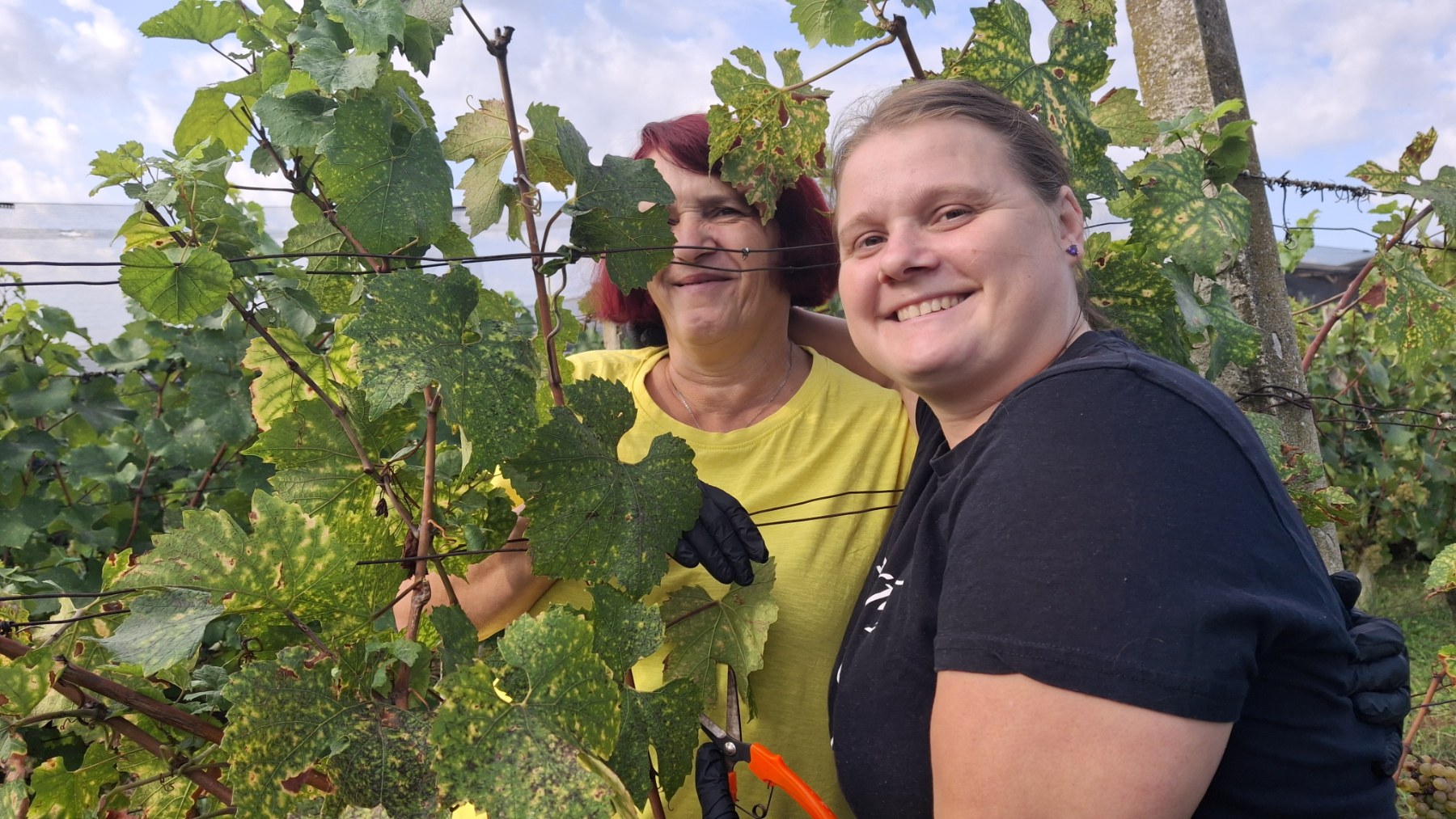 Berba grožđa Tomašić