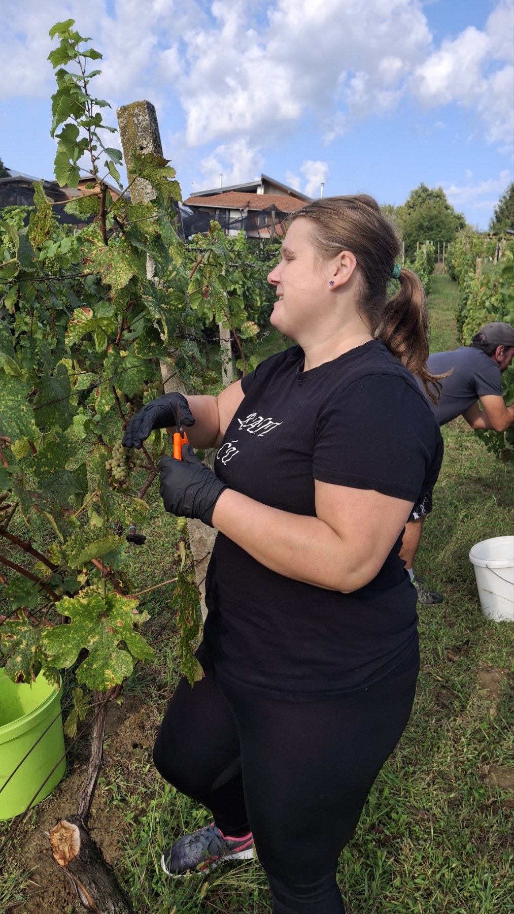 Berba grožđa Tomašić