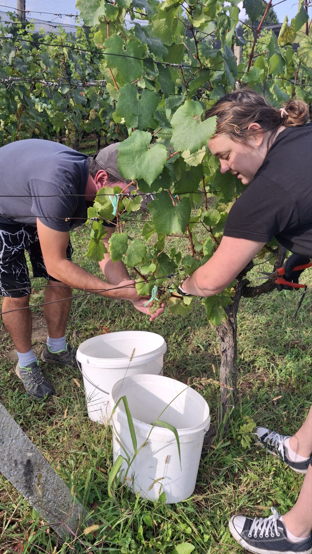 Berba grožđa Tomašić
