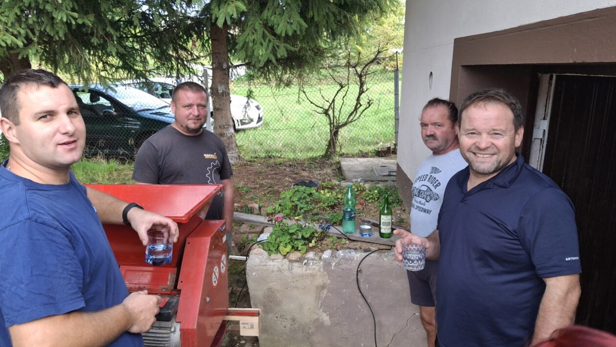 Berba grožđa Tomašić