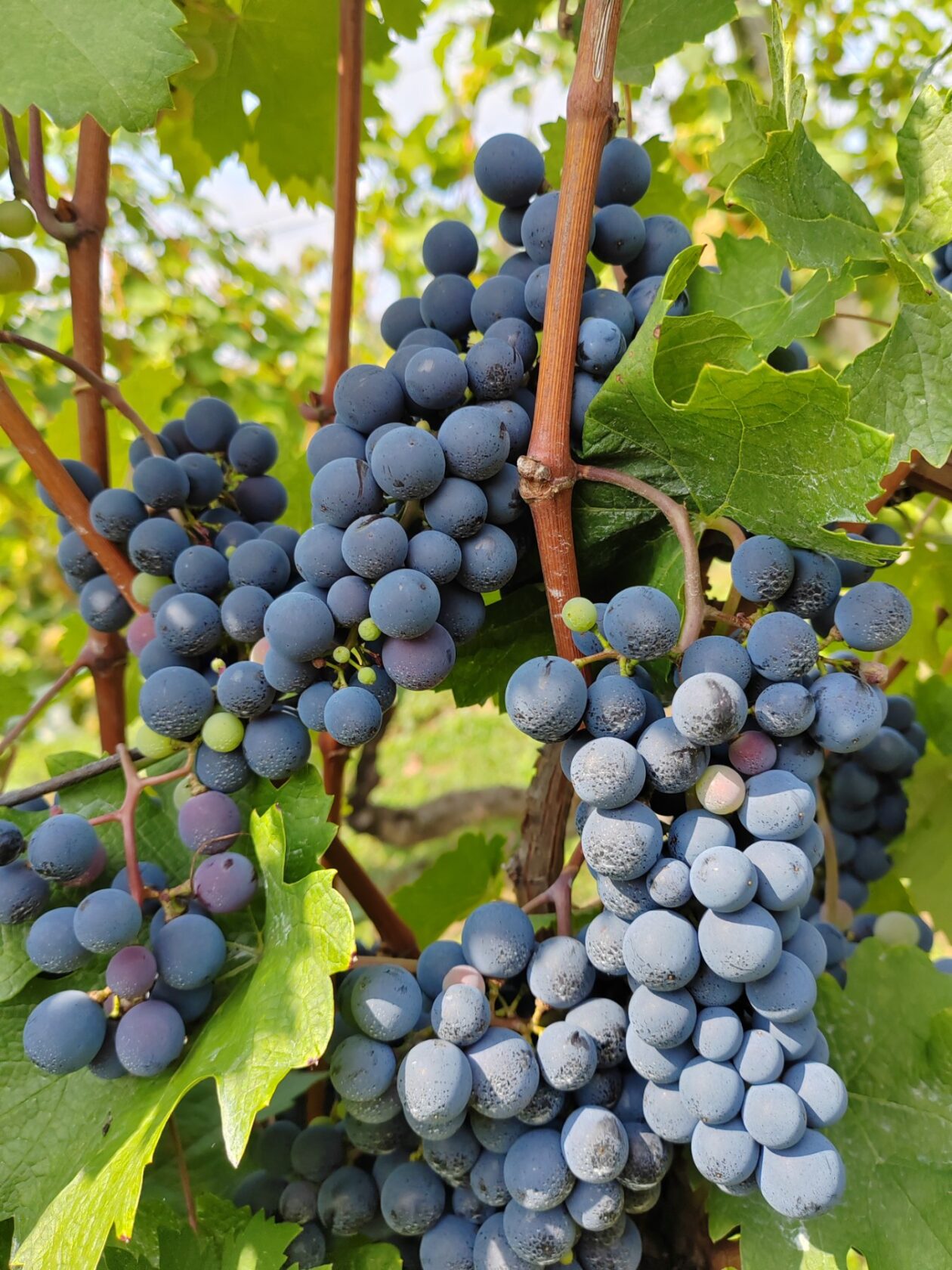 Berba Sveti Urban Branko Šarić